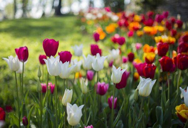 Entretien des bulbes de printemps