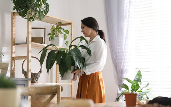 # 3 clés pour décorer la maison avec des plantes - © New Africa - stock.adobe.com