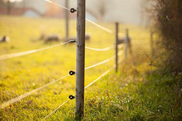 Choisir sa clôture électrique pour animaux : chien, chevaux...