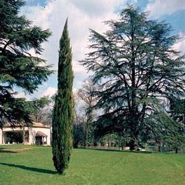 Cyprès d'Italie 'Stricta'