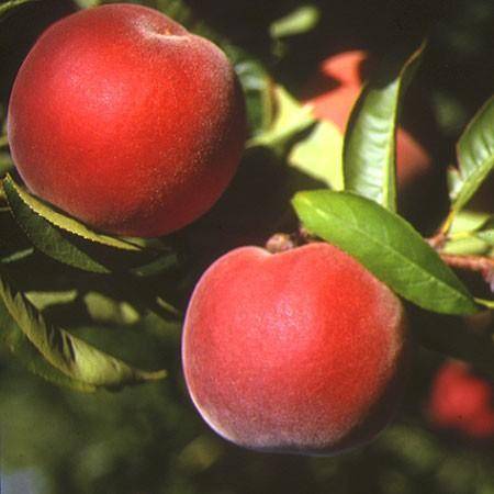 Prunus persica 'Reine des Vergers'