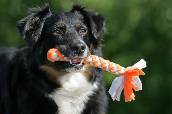 DIY : fabriquer des jouets pour votre chien
