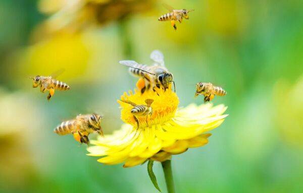 20 fleurs pour les abeilles