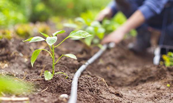 Comment mettre en place un arrosage au goutte-à-goutte dans le potager ?