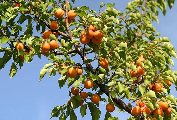 Tailler l'abricotier en été