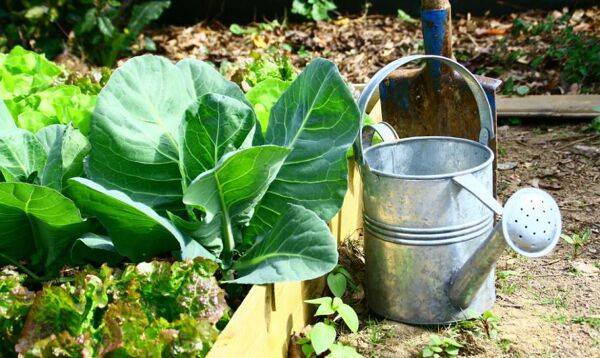 Comment faire un carré potager maison et bio ?