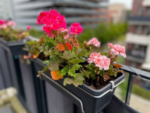 # Toutes les jardinières doivent avoir un fond percé pour l'évacuation de l'eau - © Lapasmile - stock.adobe.com
