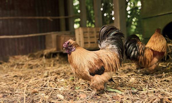 La trousse de secours des poules - © Studio EVO