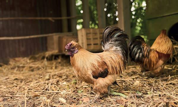 La trousse de secours des poules - © Studio EVO