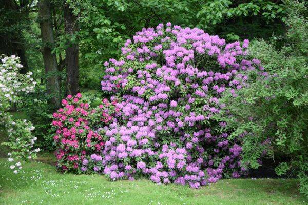 Exposition du rhododendron