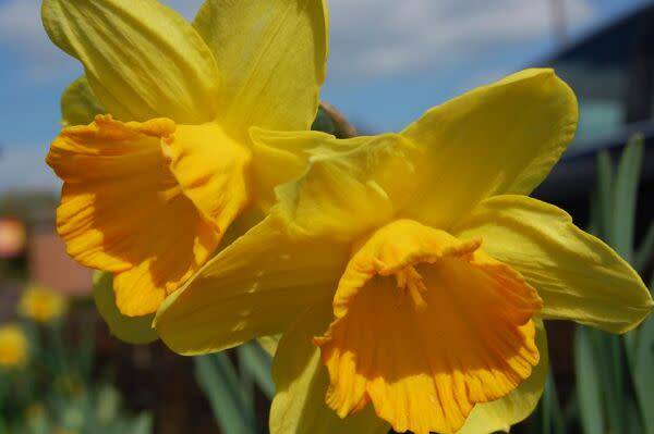 Bouquet de narcisses
