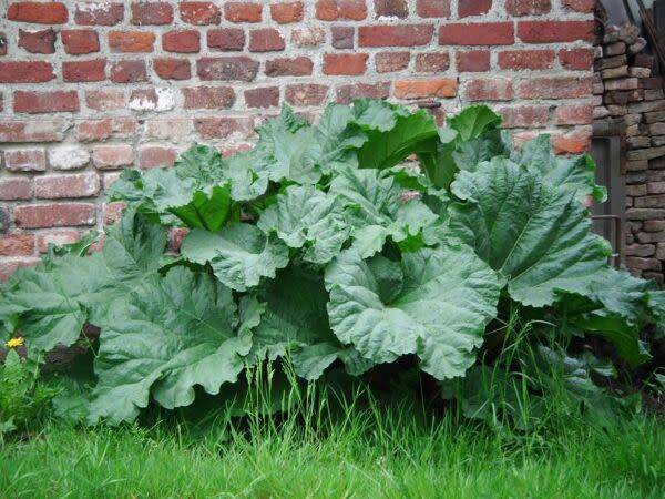 Planter la rhubarbe