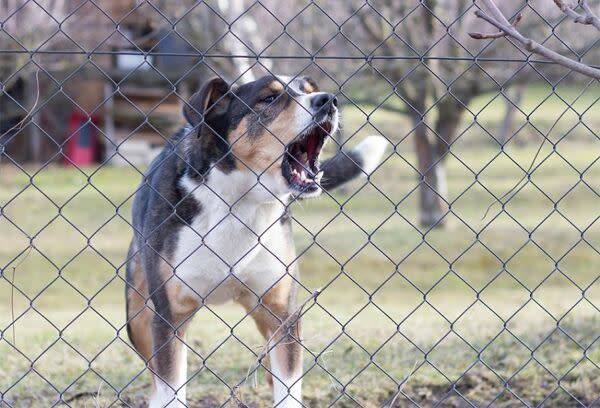 Chien qui aboie