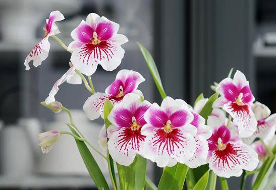 Orchidées