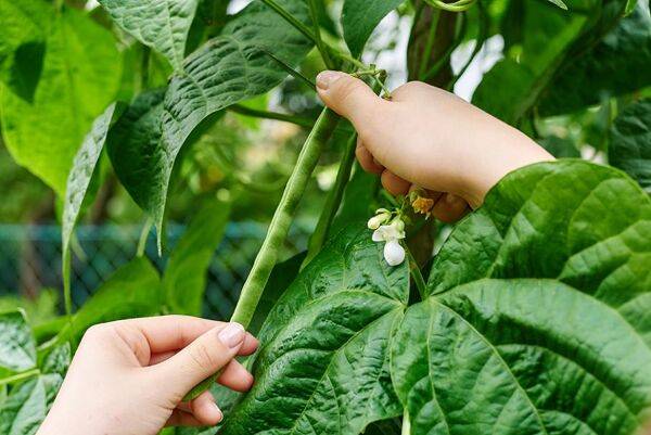 Cultiver des haricots sur filet à rames