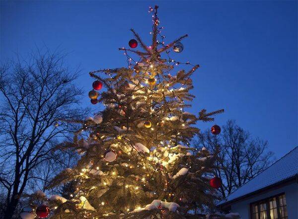 Comment avoir un sapin de Noël illuminé dans son jardin ?