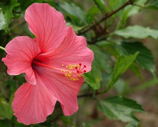 8 astuces pour bien soigner ses hibiscus d’intérieur