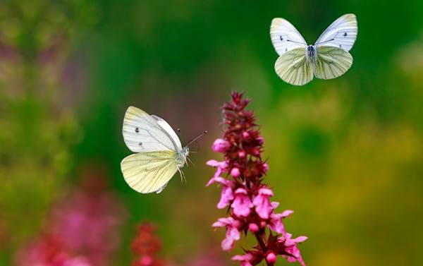 # Tout savoir sur les papillons - © nataba - stock.adobe.com