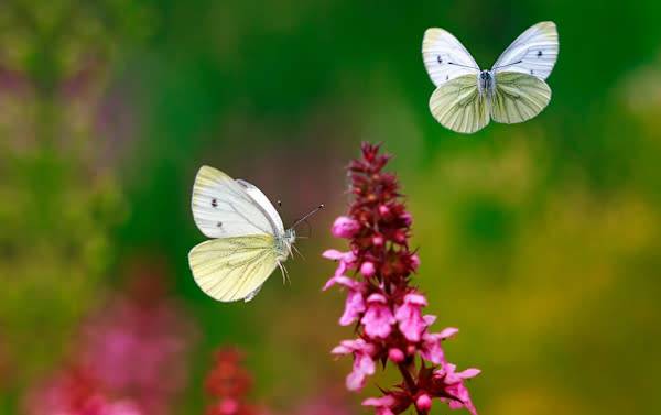 # Tout savoir sur les papillons - © nataba - stock.adobe.com