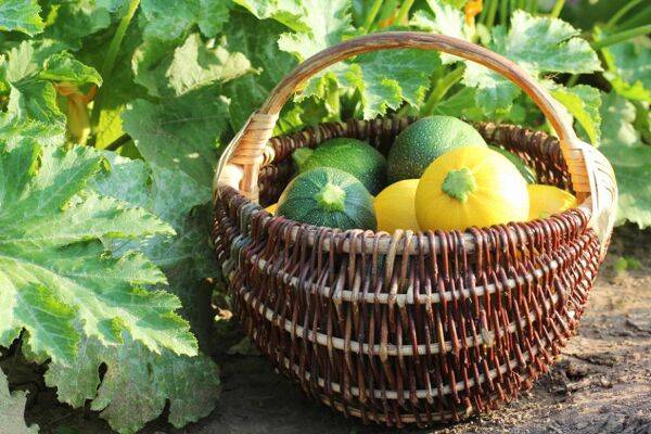 saison de la courgette