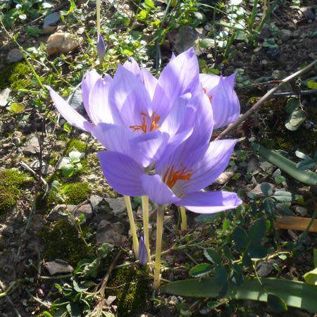 Planter les crocus d'automne