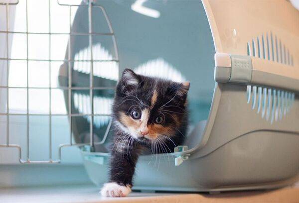 Choisir la cage de transport de son chat