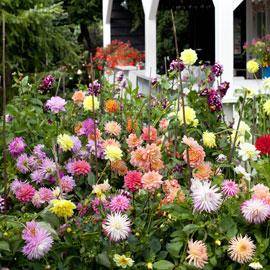 Dahlia - Crédit photo CIBF