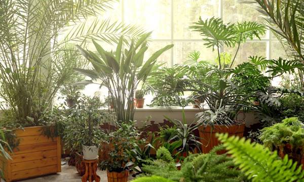 Quelles plantes pour une véranda ? - © Татьяна Максимова - stock.adobe.com