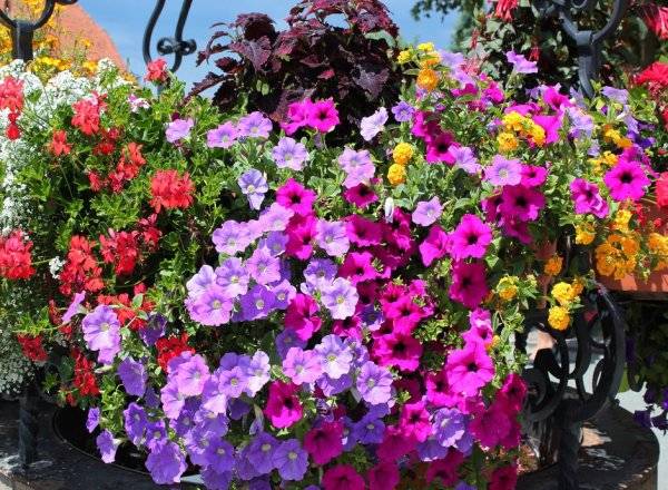 #La longue floraison et les couleurs vives du pétunia le rendent très attractif - © rbkelle - stock.adobe.com

