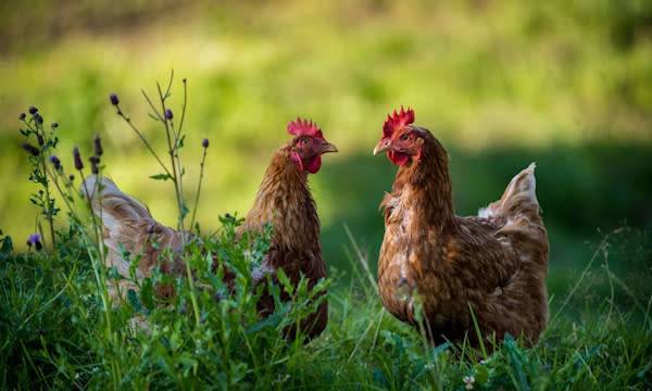 Le parcours des poules - © jurra8 - stock.adobe.com