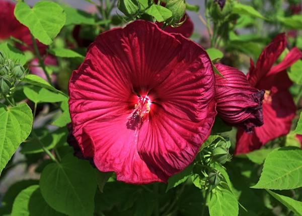 # L'hibiscus d'intérieur, une belle exotique pour l'intérieur © wiha3 - stock.adobe.com
