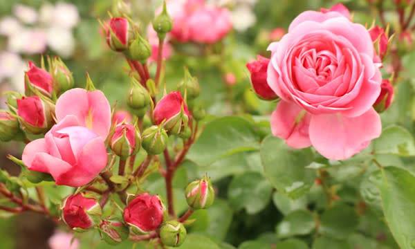 Mosaïque du rosier - © Lana - stock.adobe.com