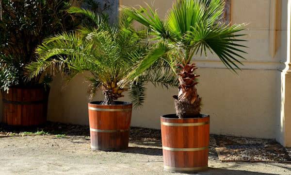 Bien planter le palmier - © Michal - stock.adobe.com