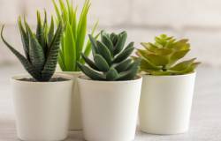 Plantes succulentes artificielles