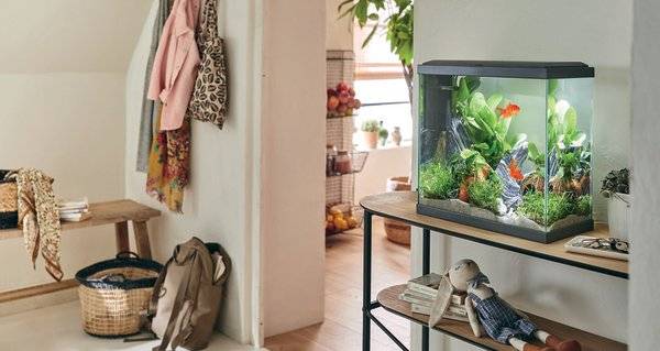 # Divers accessoires et équipements sont indispensables pour qu'un aquarium reste un milieu sain et équilibré - © STUDIO EVO

