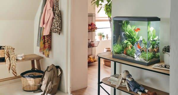 # Divers accessoires et équipements sont indispensables pour qu'un aquarium reste un milieu sain et équilibré - © STUDIO EVO