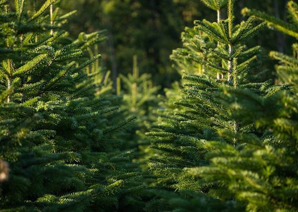 # Il y a de multiples moyens de recycler son sapin de Noël - © Wirestock Creators - stock.adobe.com
