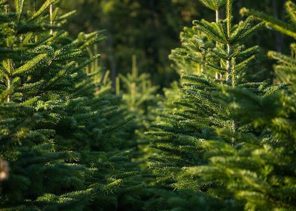 # Il y a de multiples moyens de recycler son sapin de Noël - © Wirestock Creators - stock.adobe.com