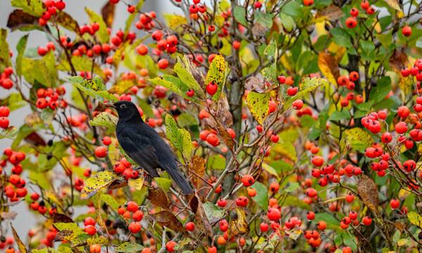 Arbustes à baies pour les oiseaux - © focus finder - stock.adobe.com
