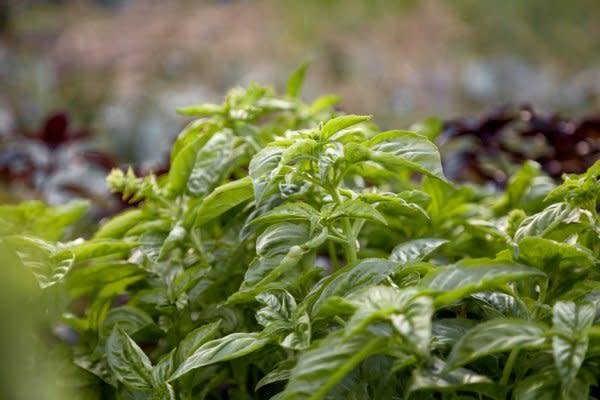 #Quand et comment faut-il planter le basilic ? © Natalia - stock.adobe.com