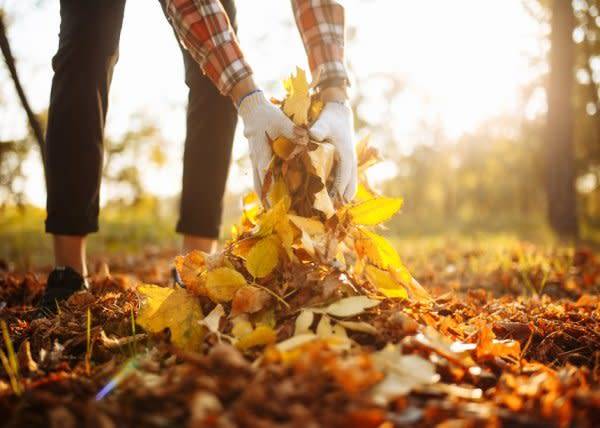 # L'automne est une saison active au jardin, quels sont les outils les plus indispensables pour le jardinier ? © Konstantin Zibert - stock.adobe.com