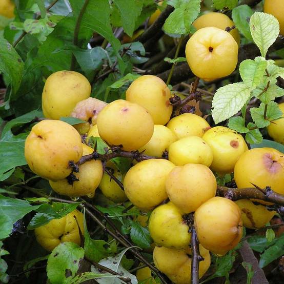Promesse de Fleurs - Cognassier du Japon Cido - Chaenomeles japonica Pot de 2L/3L