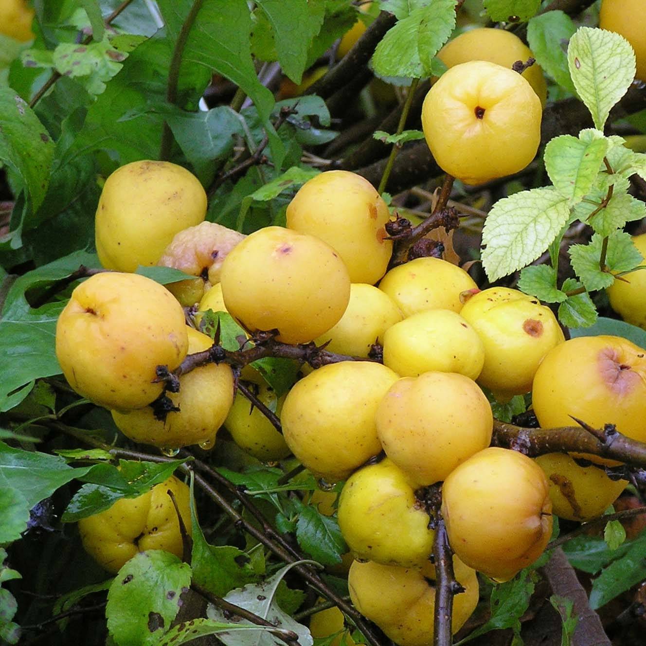 Promesse de Fleurs - Cognassier du Japon Cido - Chaenomeles japonica Pot de 2L/3L