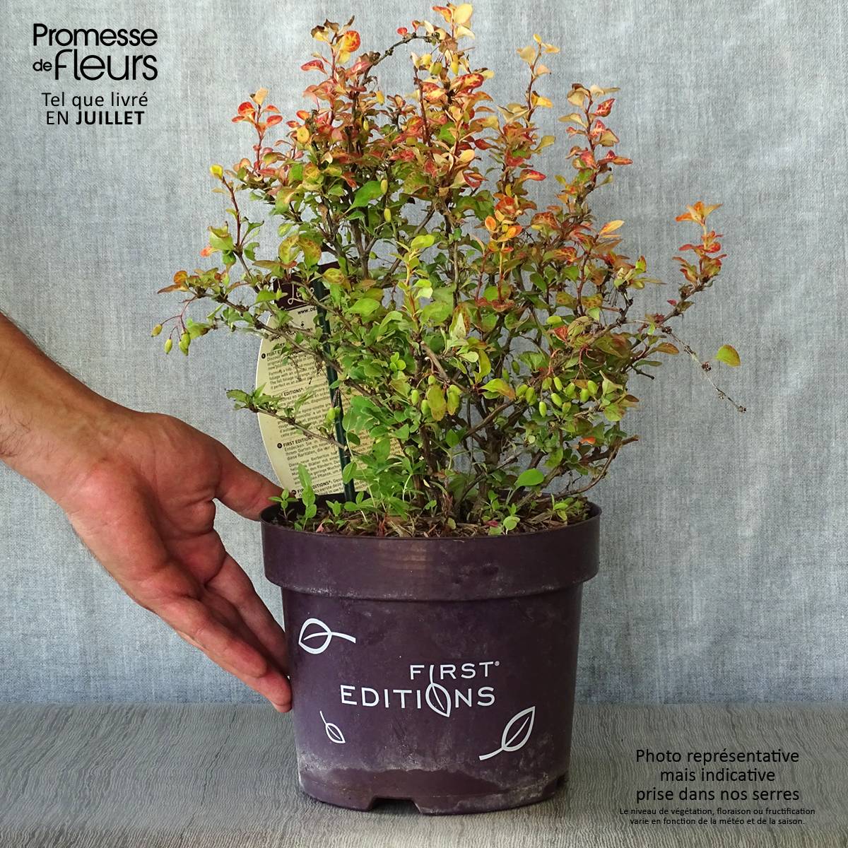 Promesse de Fleurs - Berberis thunbergii Limoncello - Epine-vinette Pot de 3L/4L - Image 2