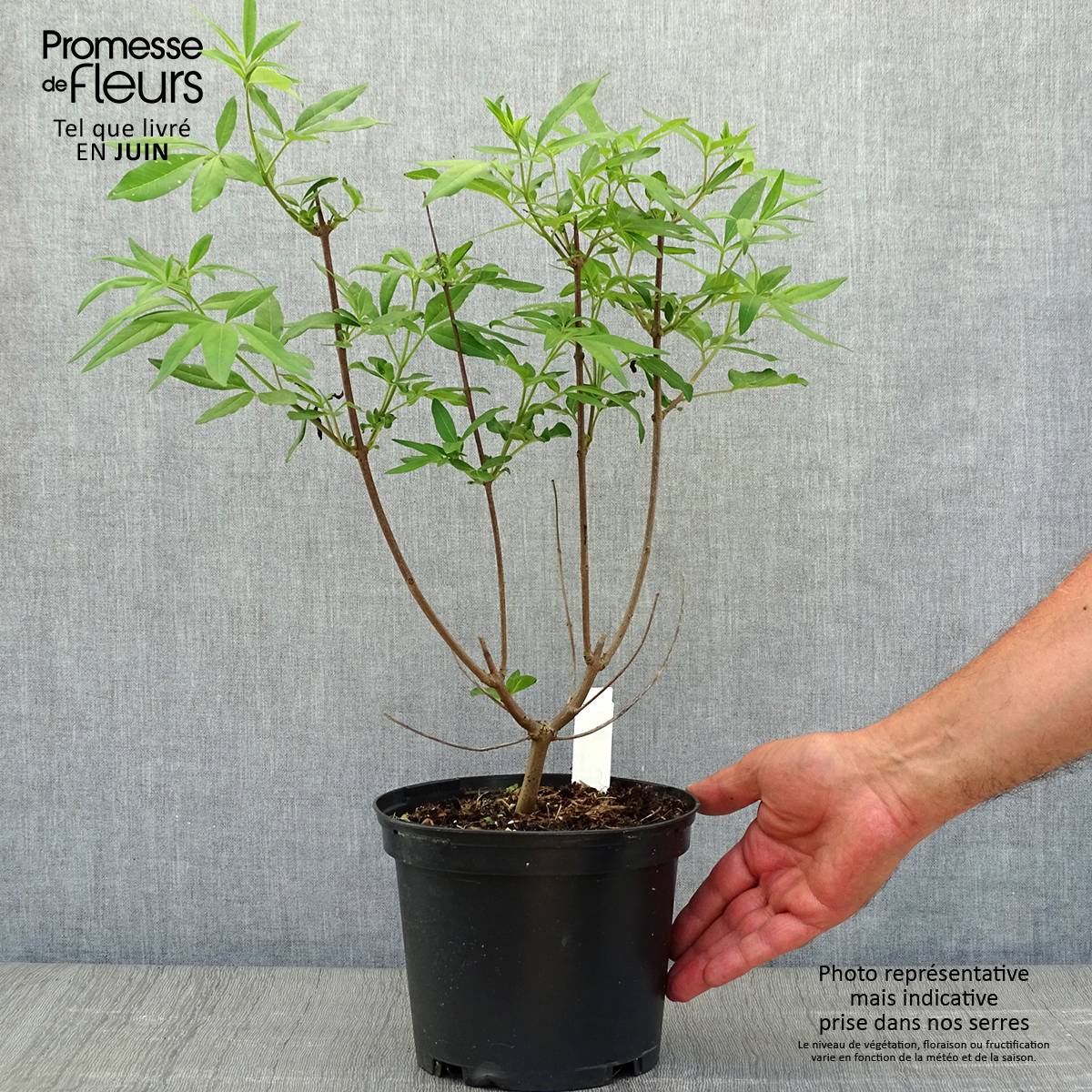 Promesse de Fleurs - Vitex agnus castus Latifolia - Gattilier Pot de 2L/3L - Image 2