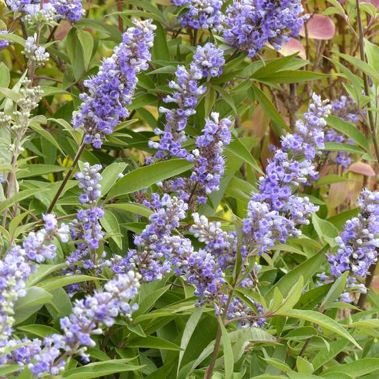 Promesse de Fleurs - Vitex agnus castus Latifolia - Gattilier Pot de 2L/3L - Image 1