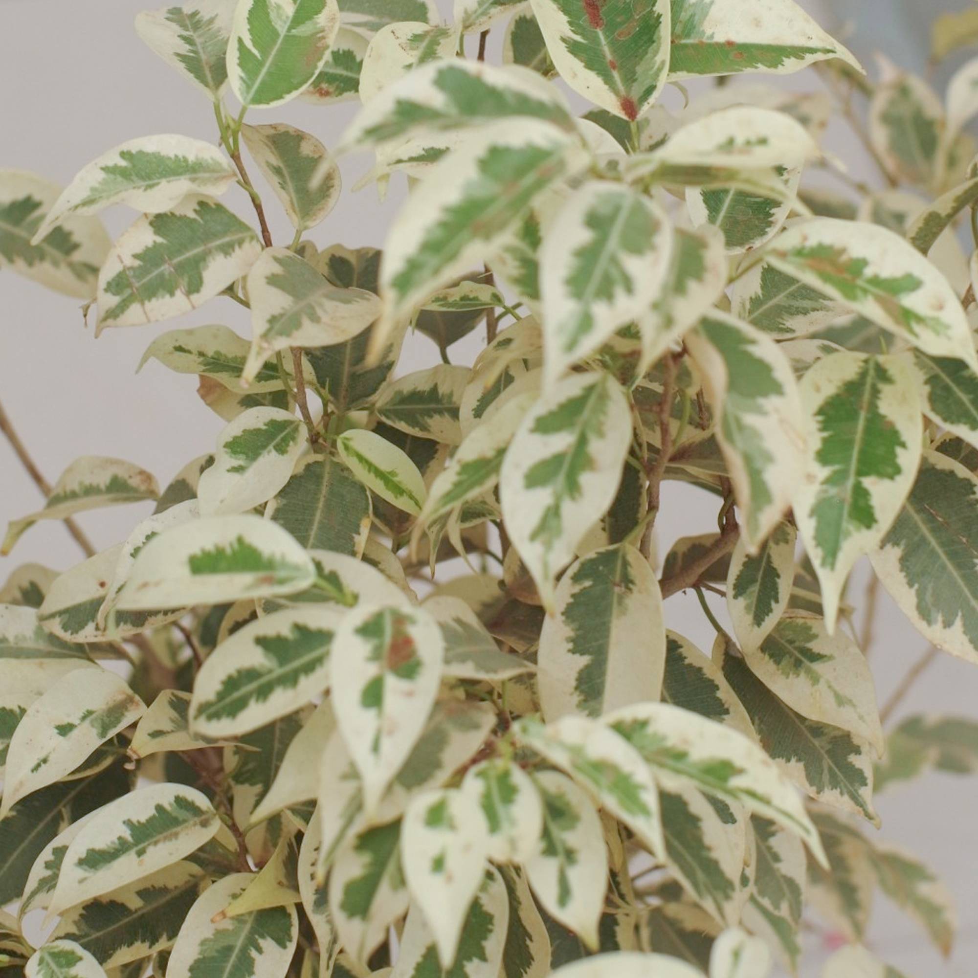 Gardenersdream - Ficus Starlight Figuier Pleureur Panaché Plante Pour Maison Ou Bureau (30-40 Cm En Pot) - GardenersDream - Image 2