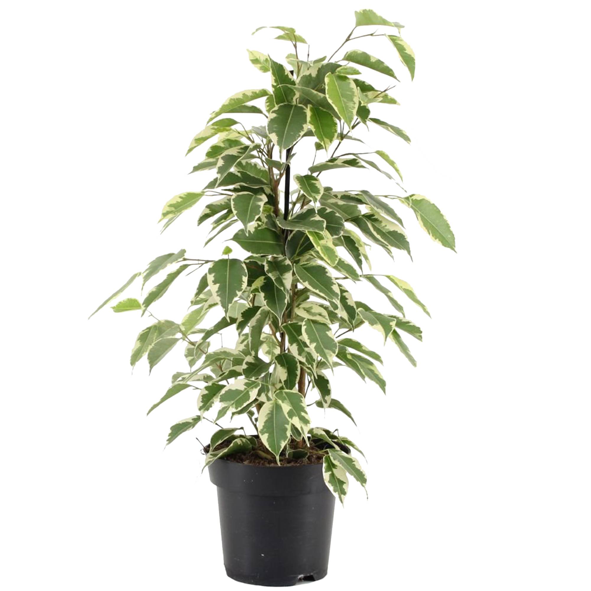 Gardenersdream - Ficus Starlight Figuier Pleureur Panaché Plante Pour Maison Ou Bureau (30-40 Cm En Pot) - GardenersDream - Image 1