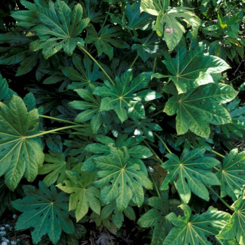 Fatsia du Japon, Faux-Aralia du Japon à fleurs Blanche/ - feuillage Persistant - Pot de 4L - 40/60 cm - Image 5