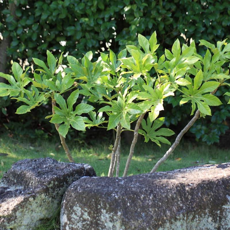 Fatsia du Japon, Faux-Aralia du Japon à fleurs Blanche/ - feuillage Persistant - Pot de 4L - 40/60 cm - Image 4